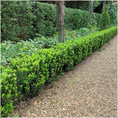Buitenplant - Euonymus japonicus 'Green Spire' - Haagplant set 6 stuks - Winterhard