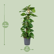 Kamerplant - Scindapsus Epipremnum - Pot Ø 24cm Hoogte ↕ 120cm