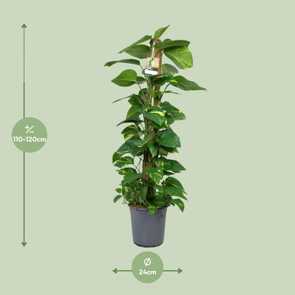 Kamerplant - Scindapsus Epipremnum - Pot Ø 24cm Hoogte ↕ 120cm