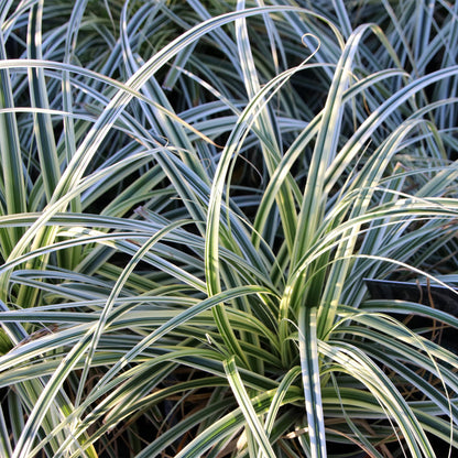 Buitenplant 4x Carex oshimensis 'Everest' - Bladhoudend - Pot Ø 17cm Hoogte ↕ 50cm