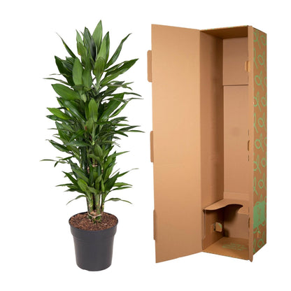 Kamerplant - Dracaena Janet Lind vertakt - Luchtzuiverend - Pot Ø 27cm Hoogte ↕ 110cm