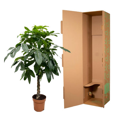 Kamerplant - Pachira Aquatica - Hoogte ↕ 35-160cm