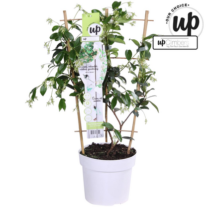 Buitenplant - Trachelospermum 'Star of Venice' - Toscaanse Jasmijn - Pot Ø 15cm Hoogte ↕ 65cm