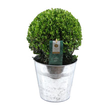 Buitenplant - Ilex Crenata 'Jenny' Ball - Winterhard - Pot Ø 19cm Hoogte ↕ 40cm