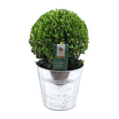 Buitenplant - Ilex Crenata 'Jenny' Ball - Winterhard - Pot Ø 19cm Hoogte ↕ 40cm