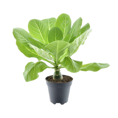 Kamerplant - Brighamia Insignis 'Hawaii Palm' - Pot Ø 12cm Hoogte ↕ 37cm