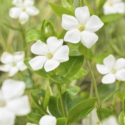 Buitenplant 6x Vinca major 'Alba' - Pot Ø 9cm Hoogte ↕ 10-25cm