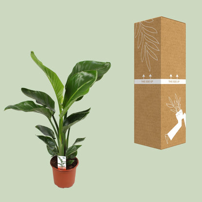 Kamerplant - Strelitzia Nicolai - Pot Ø 17cm Hoogte ↕ 70cm