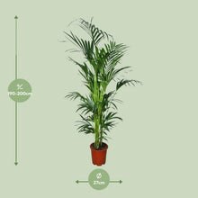 XL Kamerplant - Howea - Pot Ø 27cm Hoogte ↕ 200cm
