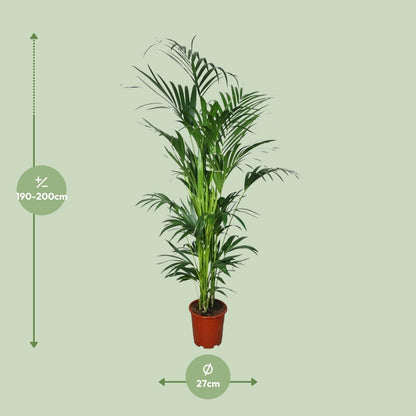 XL Kamerplant - Howea - Pot Ø 27cm Hoogte ↕ 200cm