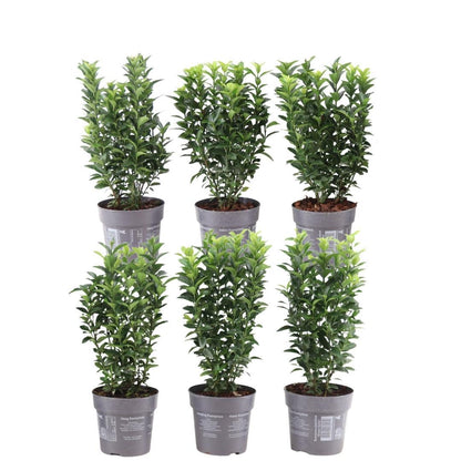 Buitenplant - Euonymus japonicus 'Green Spire' - Haagplant set 6 stuks - Winterhard