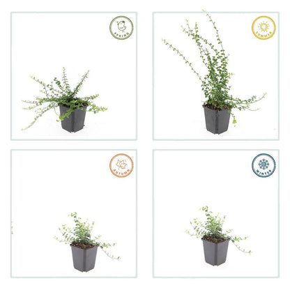 Buitenplant 48x Euonymus fort. 'Minimus' - Winterhard - Pot Ø 9cm Hoogte ↕ 10-25cm