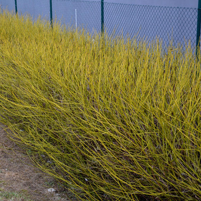 Buitenplant - Cornus alba Flaviramea - Pot Ø 17cm Hoogte ↕ 45cm