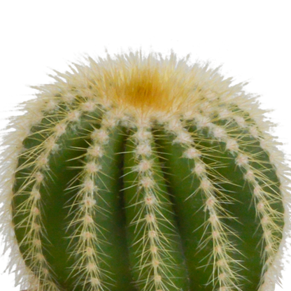 Kamerplant 3x Cactus mix - Inclusief witte sierpot - Pot Ø 8.5cm