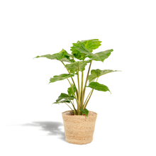 Kamerplant - Alocasia Portodora - Inclusief siermand - Pot Ø 21cm Hoogte ↕ 80cm