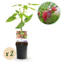 Buitenplant 2x Rubus Tayberry - Fruitplant Rode Vrucht - Pot Ø 11cm Hoogte ↕ 40cm