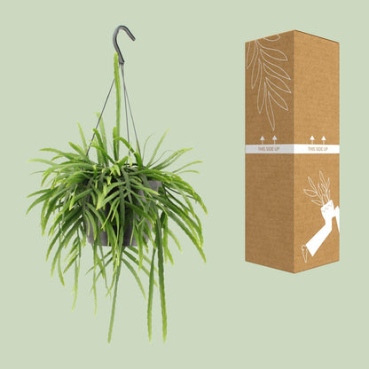 Kamerplant - Lepismium Bolivianum - Pot Ø 17cm Hoogte ↕ 25cm