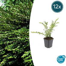 Buitenplant 12x Lonicera pileata - Groenblijvende bodembedekker - Pot Ø 9cm Hoogte ↕ 10-25cm