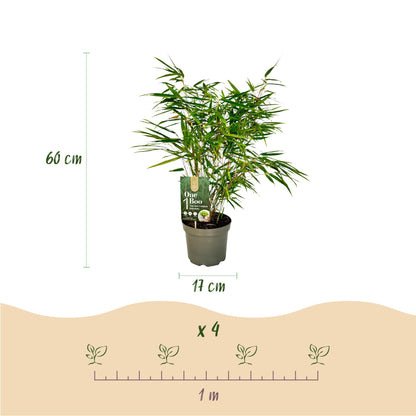 Buitenplant 4x Fargesia rufa - Bladhoudend, Niet Woekerend - Pot Ø 17cm Hoogte ↕ 60cm