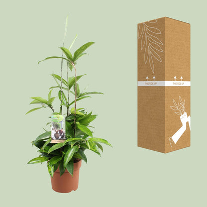Kamerplant - Dracaena Surculosa - Pot Ø 17cm Hoogte ↕ 55cm