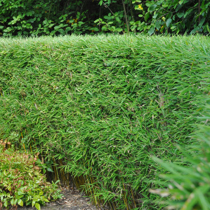 Buitenplant 4x Fargesia rufa - Bladhoudend, Niet Woekerend - Pot Ø 17cm Hoogte ↕ 60cm
