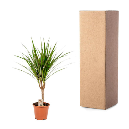 Kamerplant - Dracaena Marginata - Pot Ø 14cm Hoogte ↕ 60cm