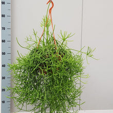 Kamerplant - Rhipsalis Heteroclada - Pot Ø 20cm Hoogte ↕ 50cm