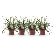 Buitenplant 4x Carex oshimensis Intense Green - Bladhoudend - Pot Ø 17cm Hoogte ↕ 50cm