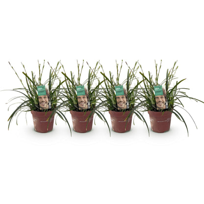 Buitenplant 4x Carex oshimensis Intense Green - Bladhoudend - Pot Ø 17cm Hoogte ↕ 50cm