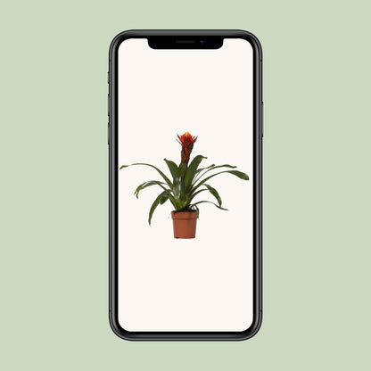 Kamerplant - Guzmania Happiness - Pot Ø 12cm Hoogte ↕ 45cm
