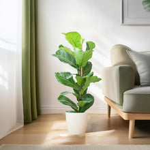 Kamerplant - Ficus Lyrata - Luchtzuiverend - Pot Ø 21cm Hoogte ↕ 80cm