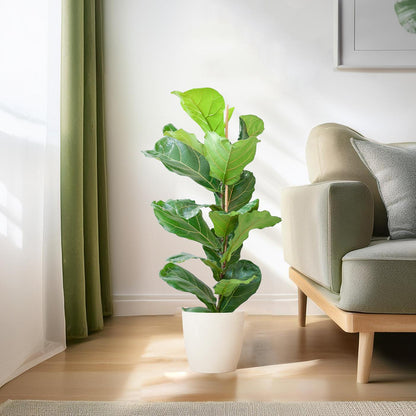 Kamerplant - Ficus Lyrata - Luchtzuiverend - Pot Ø 21cm Hoogte ↕ 80cm