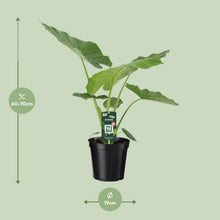 Kamerplant Alocasia Macrorrhiza - Olifantsoor - Pot Ø 19cm Hoogte ↕ 70cm