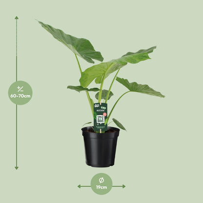 Kamerplant Alocasia Macrorrhiza - Olifantsoor - Pot Ø 19cm Hoogte ↕ 70cm