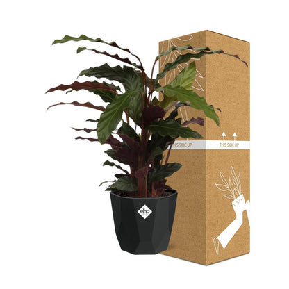 Kamerplant - Calathea Rufibarba 'Tropistar' - Pot Ø 14cm