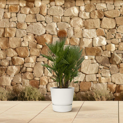 XL plant - Chamaerops humilis Multi Stam - Winterhard - Pot Ø 45cm Hoogte ↕ 160-180cm