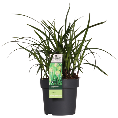 Buitenplant - Carex morrowii Irish Green - Pot Ø 19cm Hoogte ↕ 40cm
