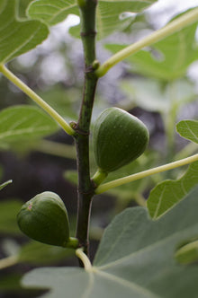Kamerplant - Ficus Gustissimo Perretta - Pot Ø 13cm Hoogte ↕ 45cm
