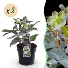 Buitenplant 2x Helleborus sternii 'Silver Dollar' - Groenblijvend Bloeiend - Pot Ø 14cm Hoogte ↕ 35cm