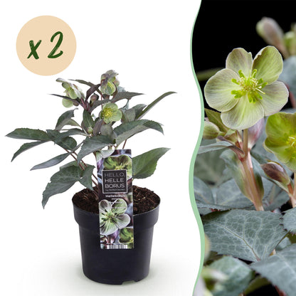 Buitenplant 2x Helleborus sternii 'Silver Dollar' - Groenblijvend Bloeiend - Pot Ø 14cm Hoogte ↕ 35cm