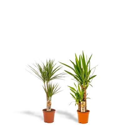 Kamerplanten - Dracaena ↕ 70cm + Yucca ↕ 90cm - Pot Ø 17cm