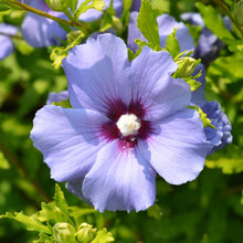 Buitenplant - Hibiscus syriacus 'Oiseau Blue' - Bloeiend - Pot Ø 17cm Hoogte ↕ 45cm