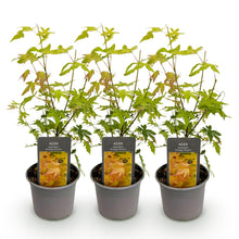 Buitenplant 3x Acer palmatum Orange Dream - Pot Ø 12cm Hoogte ↕ 35cm