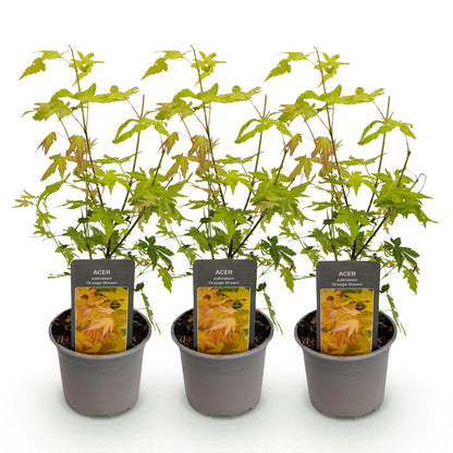 Buitenplant 3x Acer palmatum Orange Dream - Pot Ø 12cm Hoogte ↕ 35cm