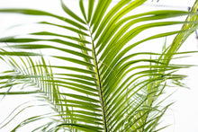XL kamerplant - Phoenix Roebelenii op stam - Hoogte ↕ 210cm