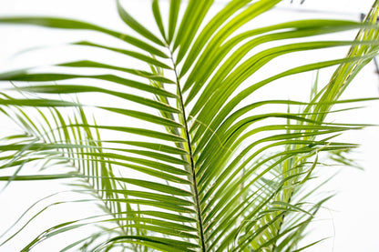 XL kamerplant - Phoenix Roebelenii op stam - Hoogte ↕ 210cm