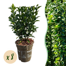 Buitenplant 8x Euonymus japonica 'Green Spire' - Haagplant - Pot Ø 9cm Hoogte ↕ 20-25cm