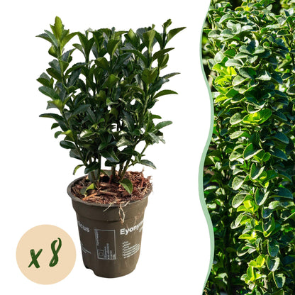 Buitenplant 8x Euonymus japonica 'Green Spire' - Haagplant - Pot Ø 9cm Hoogte ↕ 20-25cm