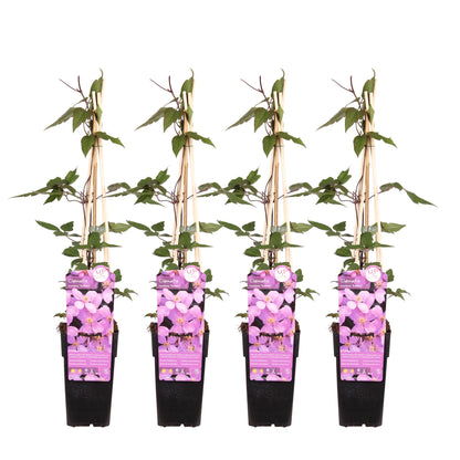 Buitenplant 4x Clematis montana 'var. rubens' - Bloeiend - Pot Ø 15cm Hoogte ↕ 65cm
