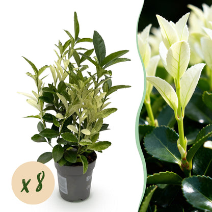 Buitenplant 8x Euonymus japonica 'Paloma Blanca' - Haagplant - Pot Ø 9cm Hoogte ↕ 30-35cm